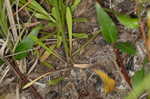 Pineland rayless goldenrod